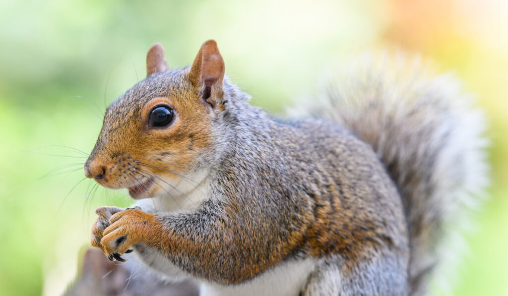 Portrait of a grey squirrel eating on blurry nature background