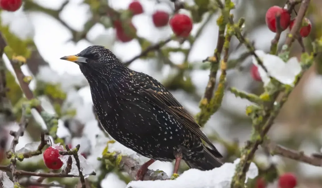 Portrait of a starling perched on a snowy tree branch