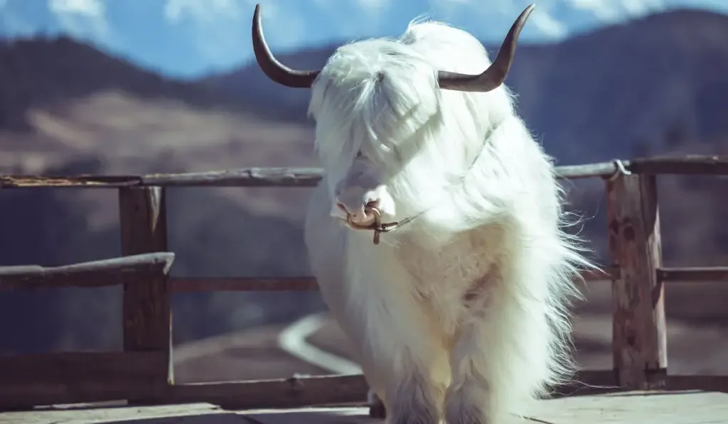 white yak in the field