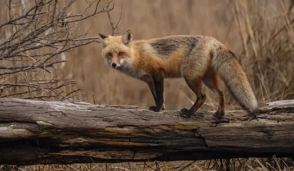 Red fox on a fallen tree