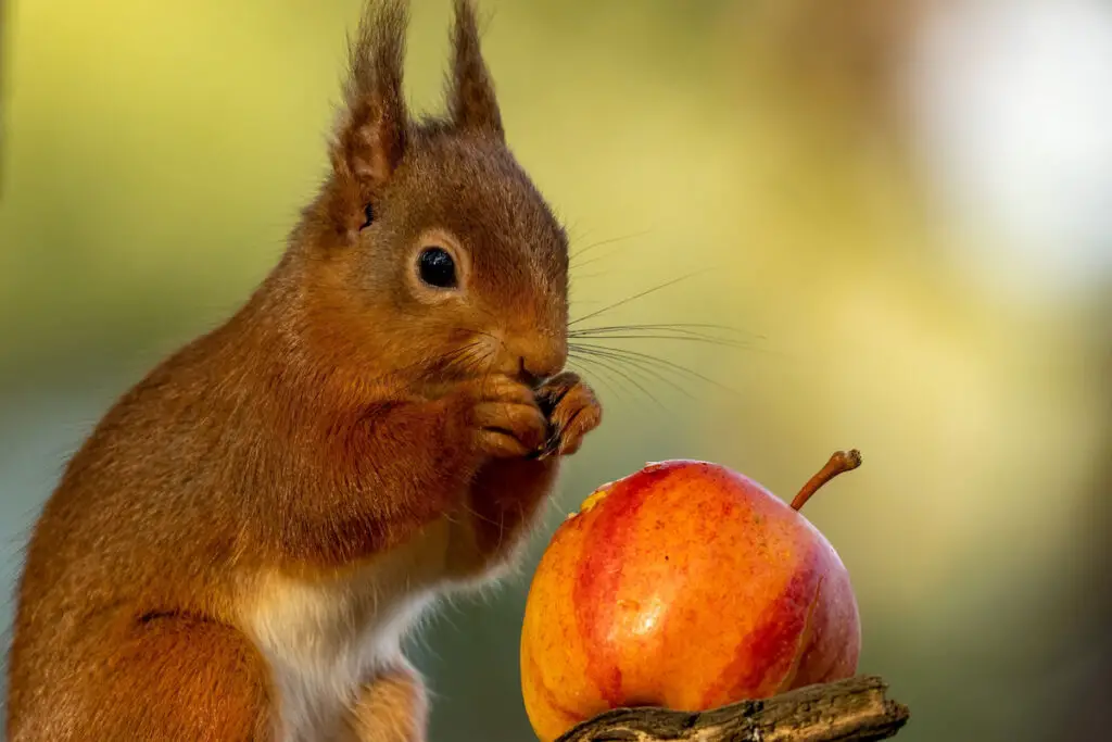 Scottish red squirrel eating an apple