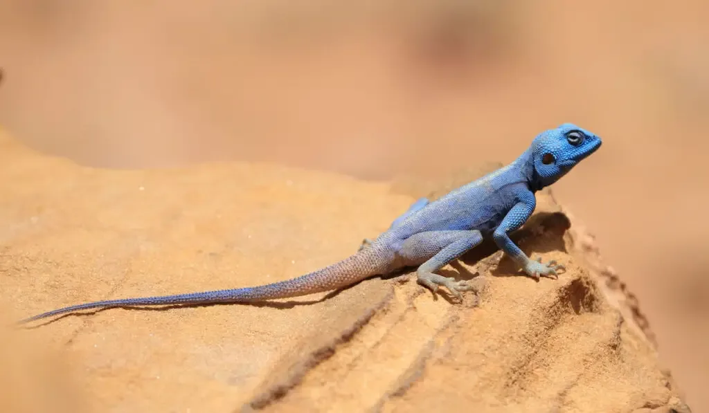 Sinai Agama on a rock