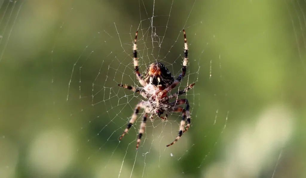 spider on his web