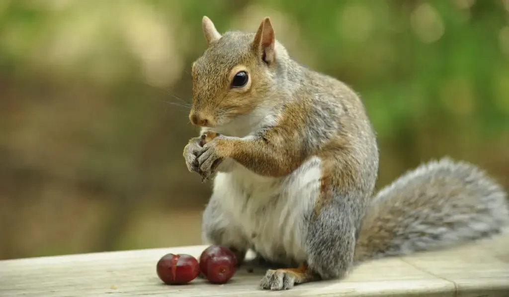 squirrel eating grapes 