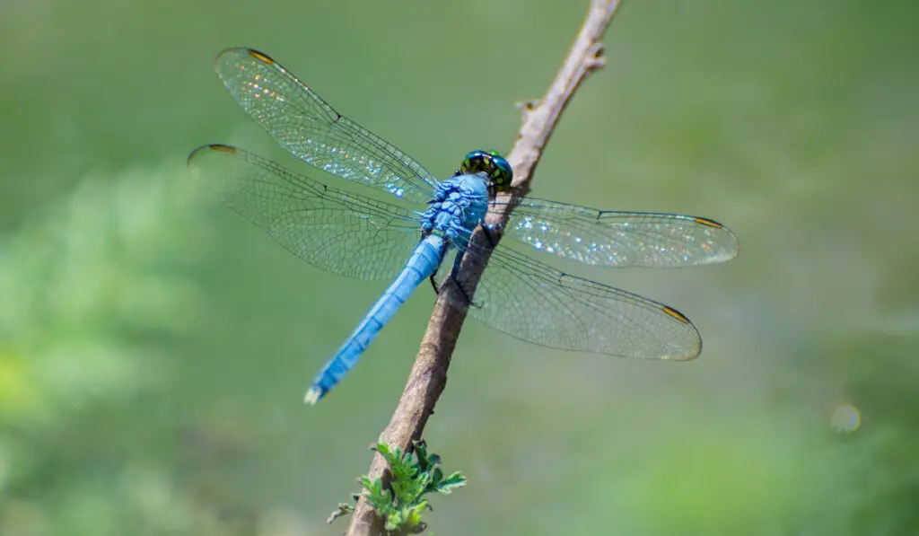 Texas Blue Dasher Dragonfly resting on a twig