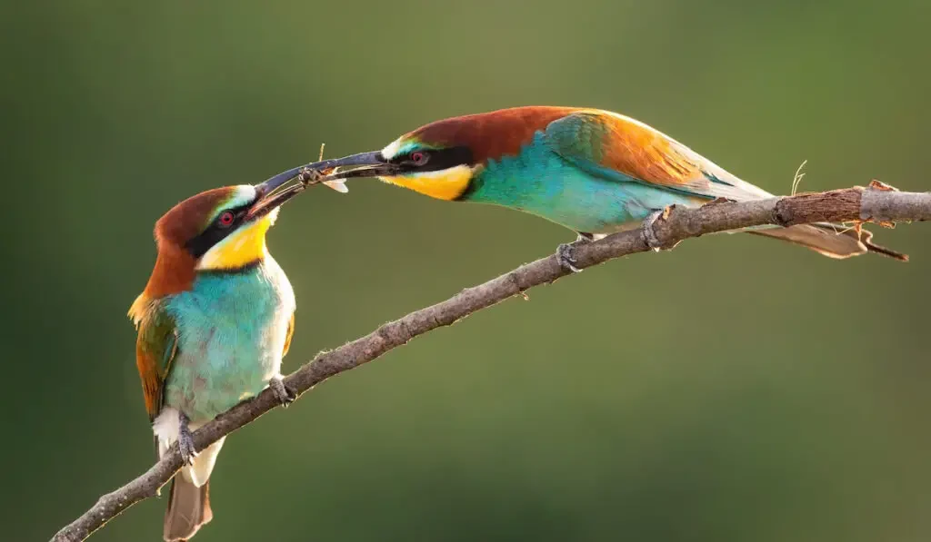 Two European bee-eater feeding on twig