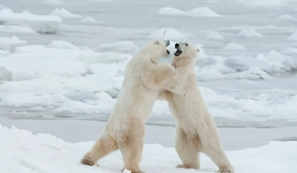 two polar bears fighting