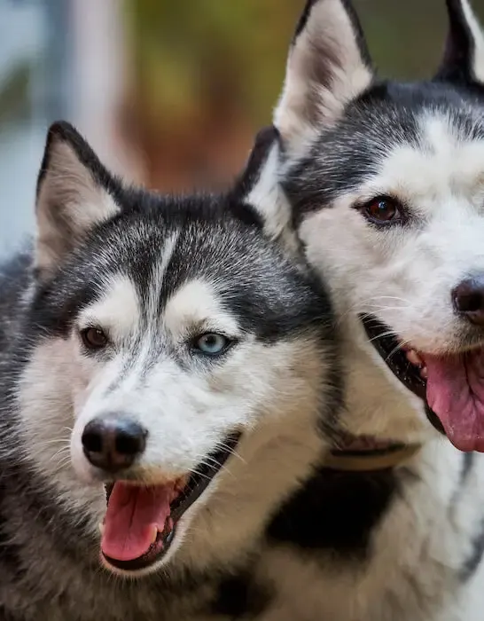 two siberian husky dogs