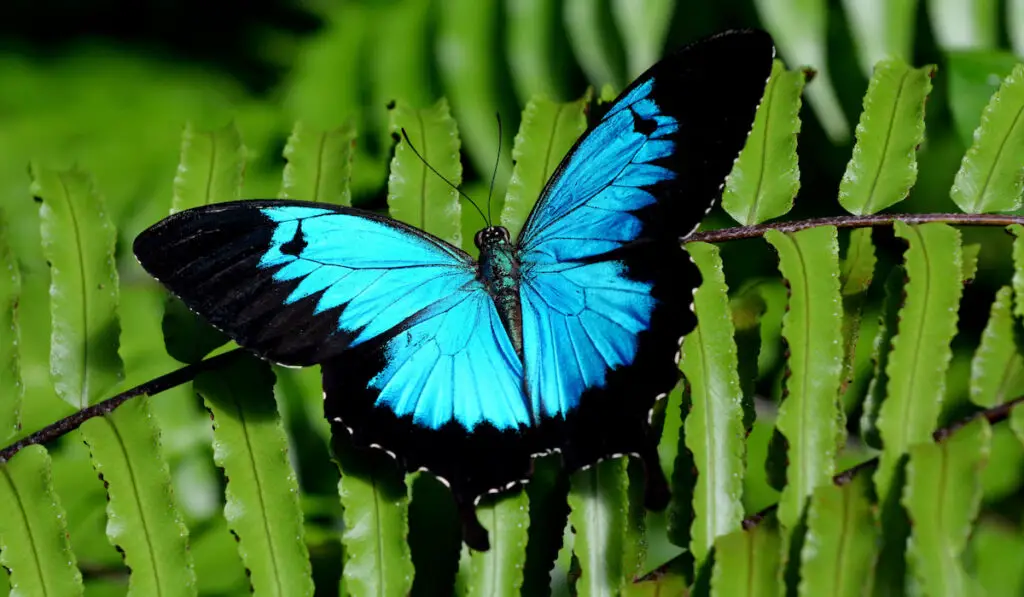 Ulysses Butterfly also known as Papilio Ulysses on a plant leaf