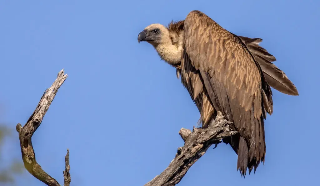 White-backed vulture resting in dead tree