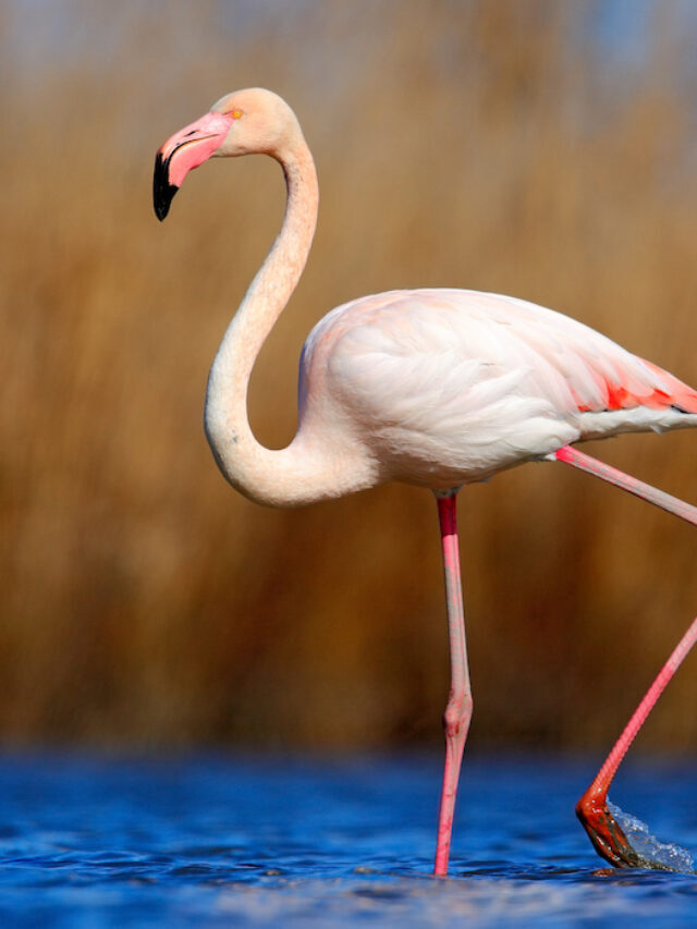 What to Name Your Flamingo