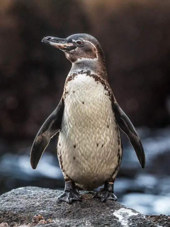 galapagos penguin standing on a rock