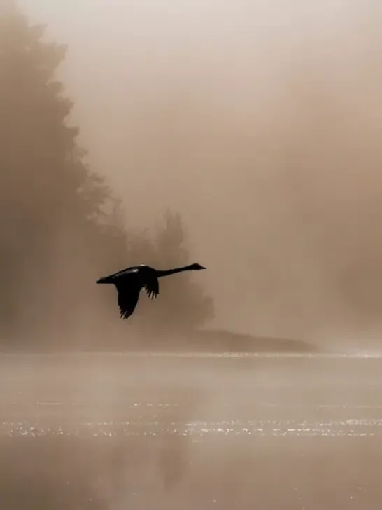 swan silhouette flying over misty lake