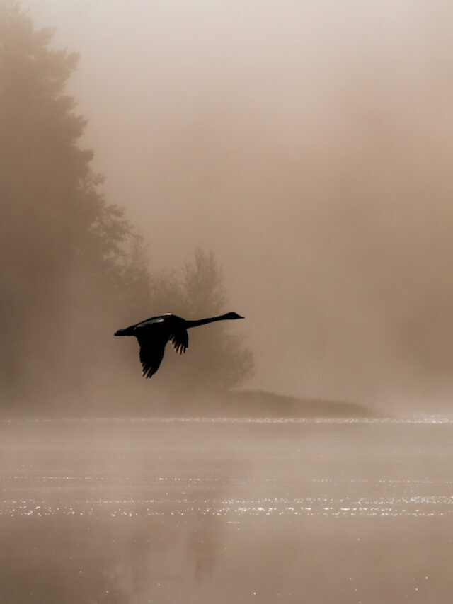 Do Swans Fly? Flight, Migration, and Pinioning Explained