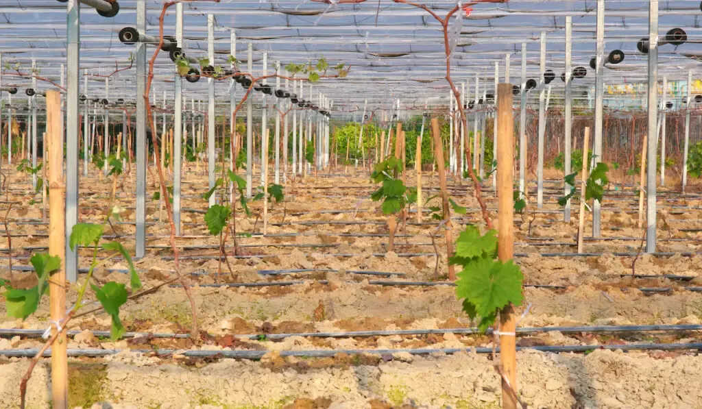 newly planted grapes in greenhouse