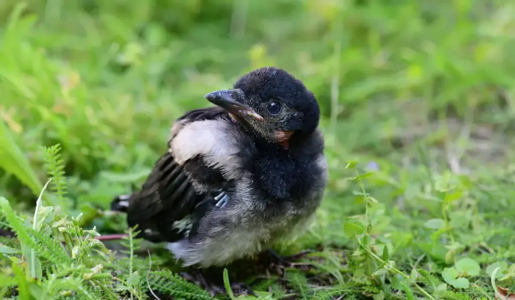 A cute little baby magpie on grass