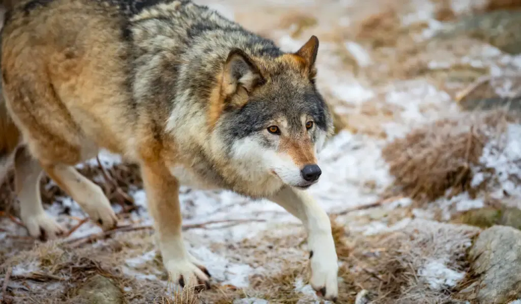 Adult male wolf running in the woods at early winter, hunting for food