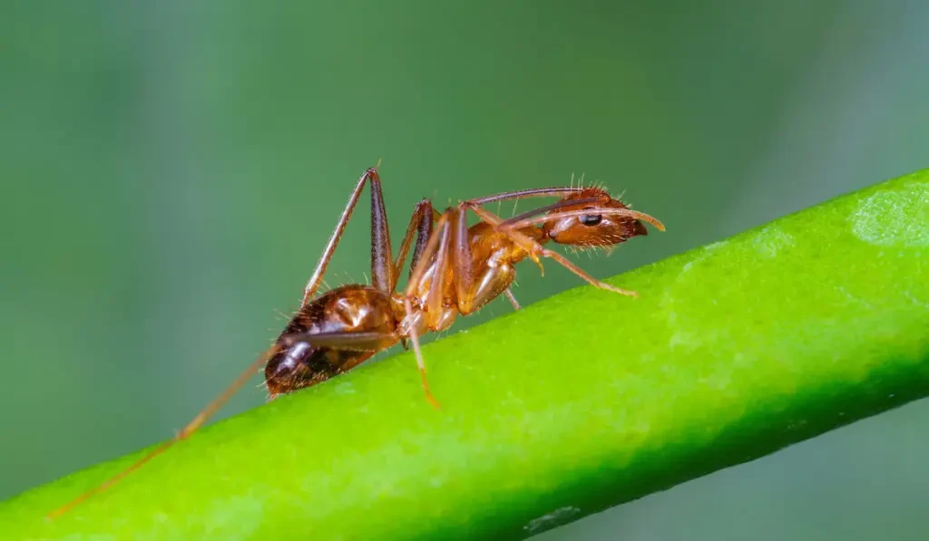 Anoplolepis gracilipes or yellow crazy ant on branch with green background 