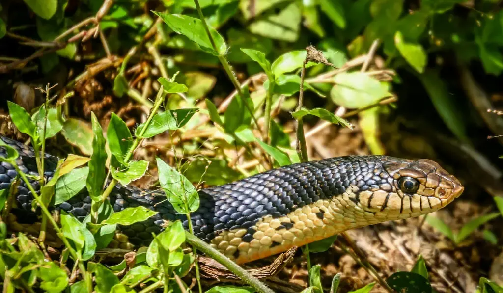 Black snake lurking throughlush foliage in rainforest