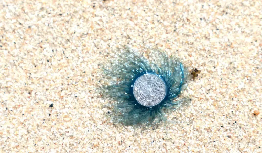 Blue button jellyfish on a beach sand