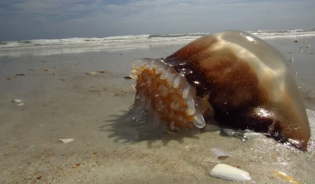 Cannonball Jellyfish beached on sandy shores waves rolling in background