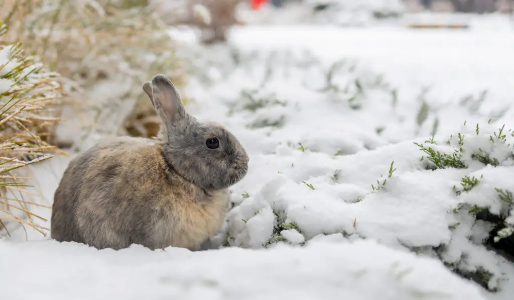 Cute rabbit sitting on snow in winter forest