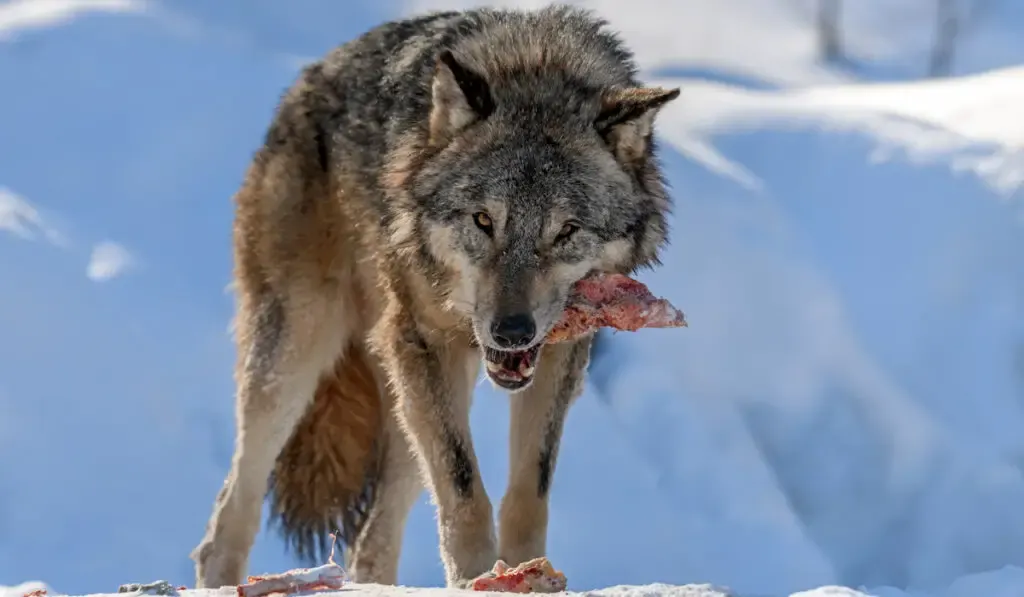 Gray wolf eating meat in the winter forest