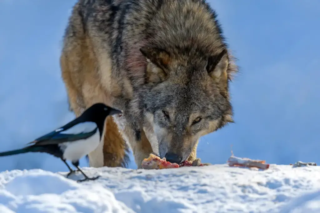 Gray wolf eating a meat in the winter forest with a bird beside it