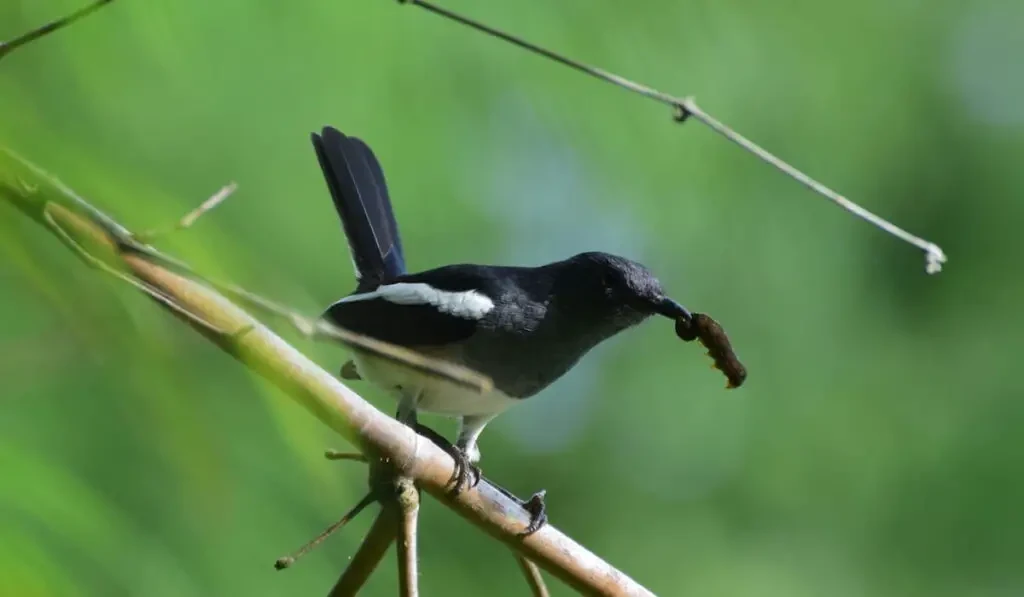 Magpie eating worm