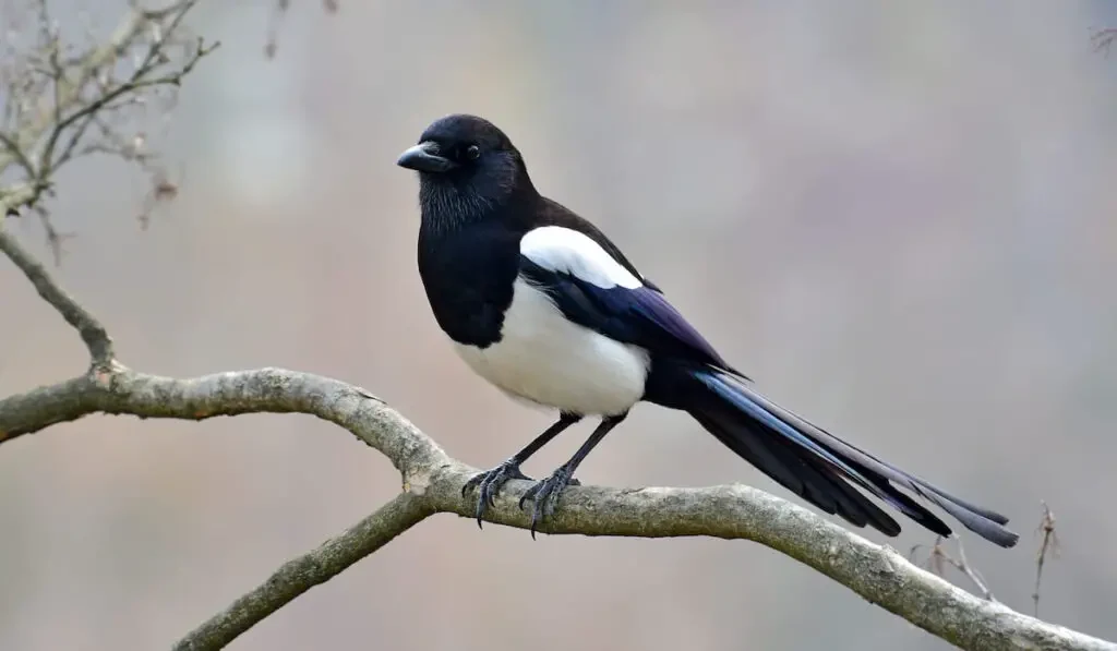 Magpie on the branch