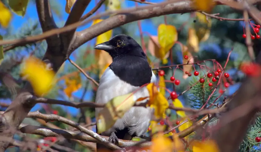 Magpie sitting on a tree branch eating berries 