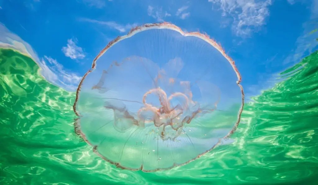 Moon jellyfish (Aurelia aurita) drifting in the current
