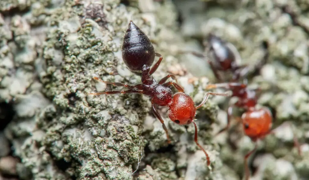 Two acrobat ants ( Crematogaster scutellaris ) on a rock