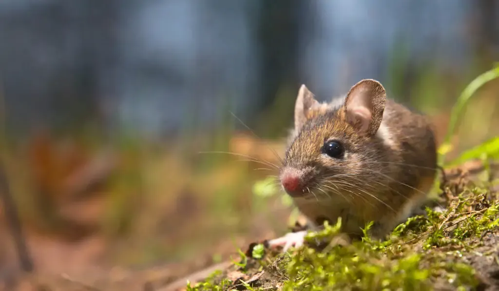 Wild wood mouse sitting on the ground in the forest with blurry background