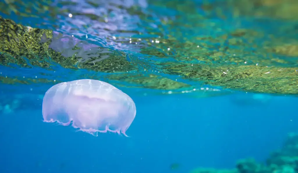 Yellow unusual jellyfish on blue water of the sea