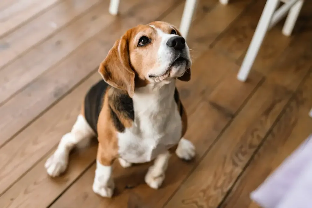 a Beagle dog sitting on the wooden floor 