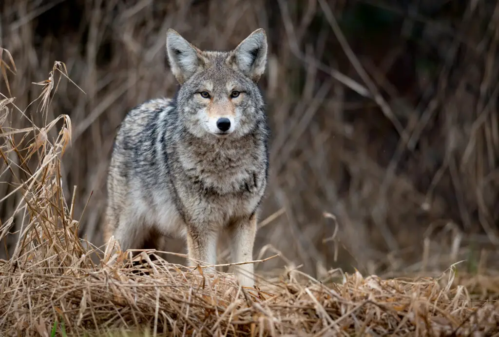 coyote standing on dried grass in the woods