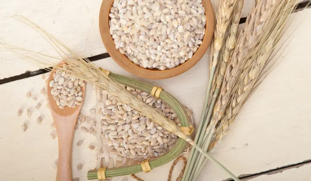 organic barley grains over rustic wood table