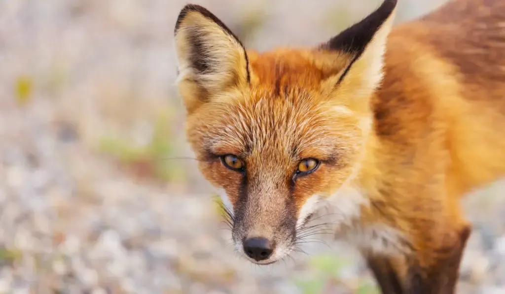 red fox (Vulpes vulpes) on a green background in summer 