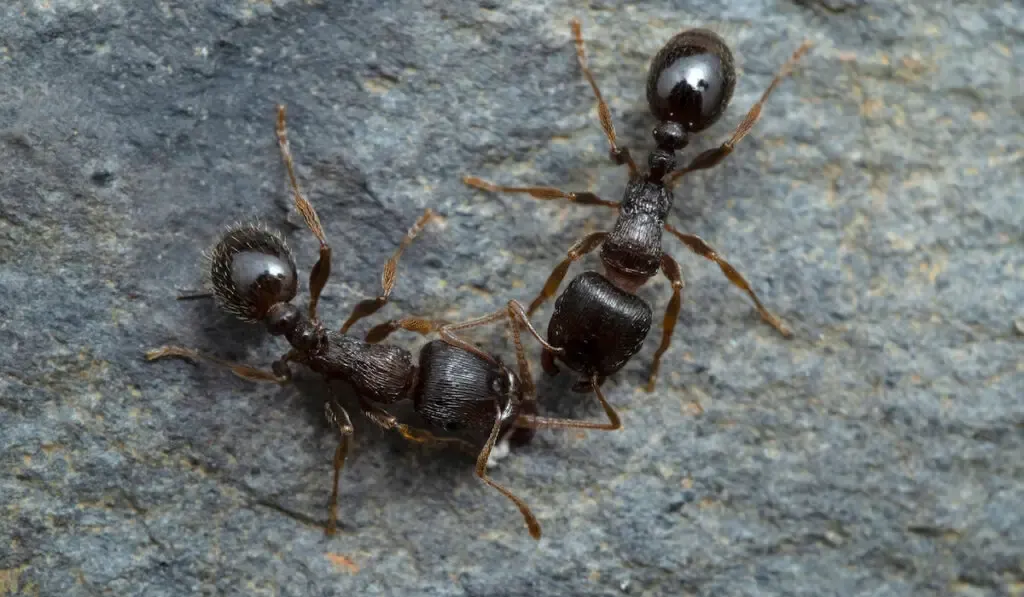 two tiny pavement ants (Tetramorium immigrans) greeting each other, on stone