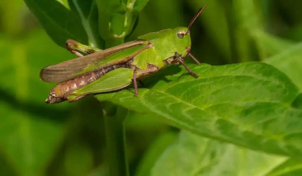 A Green-striped Grasshopper is resting on a leaf