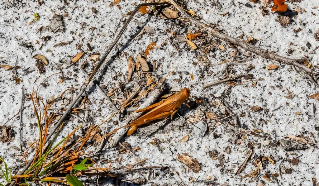 A golden Mischievous Bird Grasshopper on the ground