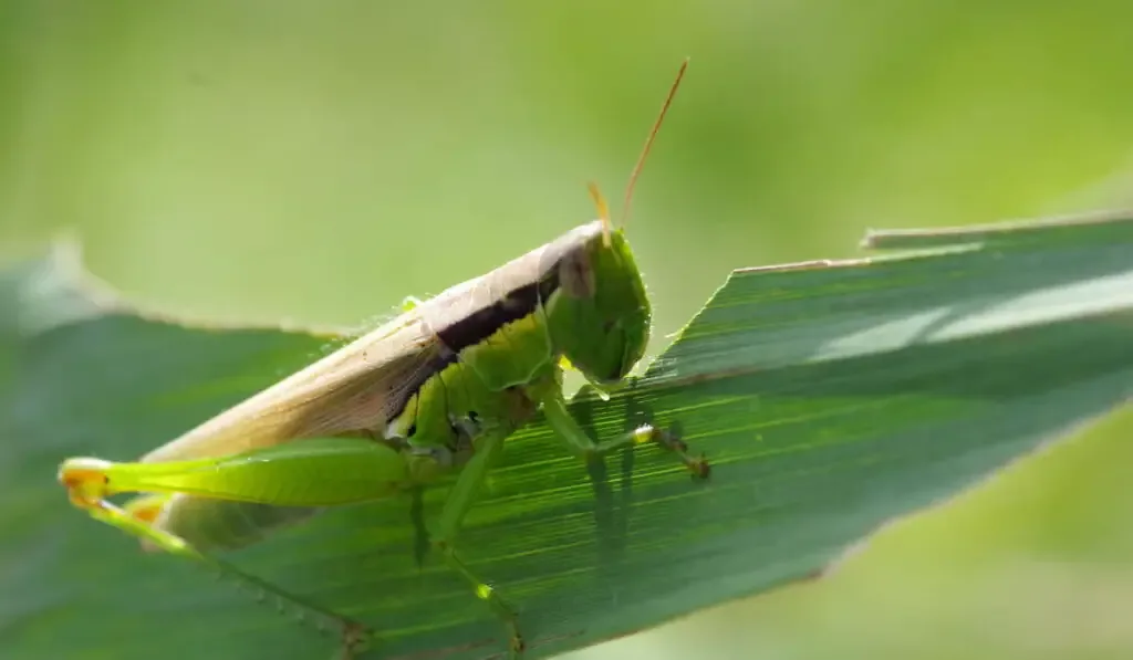 A grasshopper eating a rice leaf
