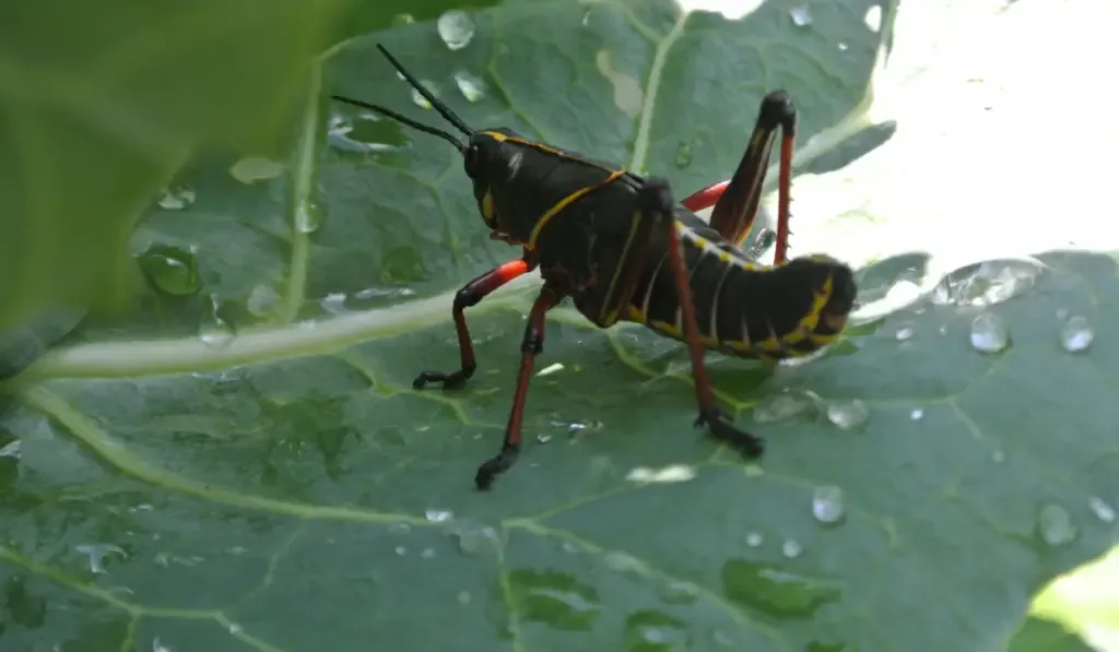 A grasshopper resting on a leaf that is covered in water droplets, staying away from the sun
