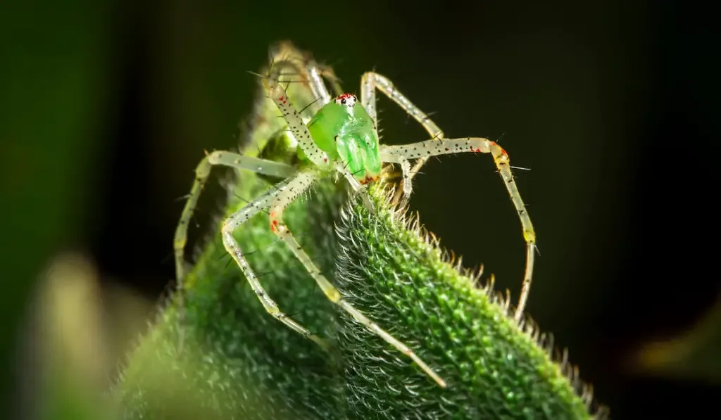 A green lynx spider (Peucetia viridans) on a leaf