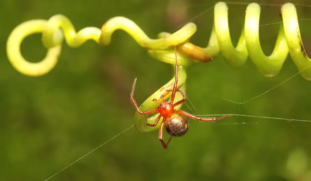 A spider of the species Latrodectus bishopi is looking for prey.
