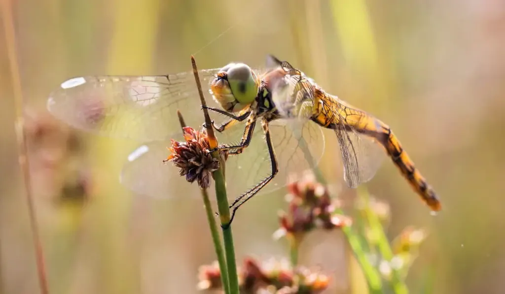 A yellow dragonfly
