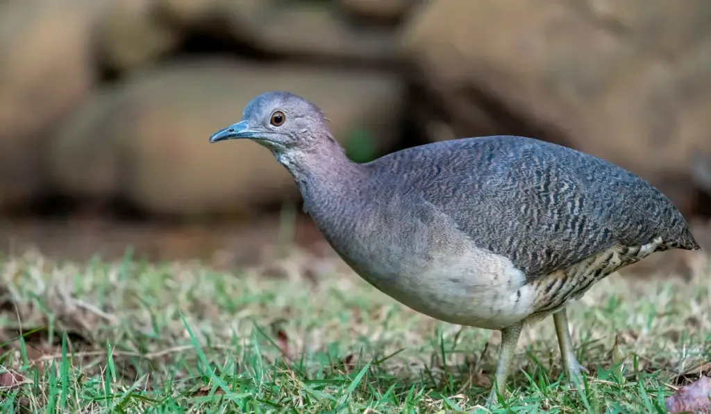 An Undulated Tinamou walking on the grass
