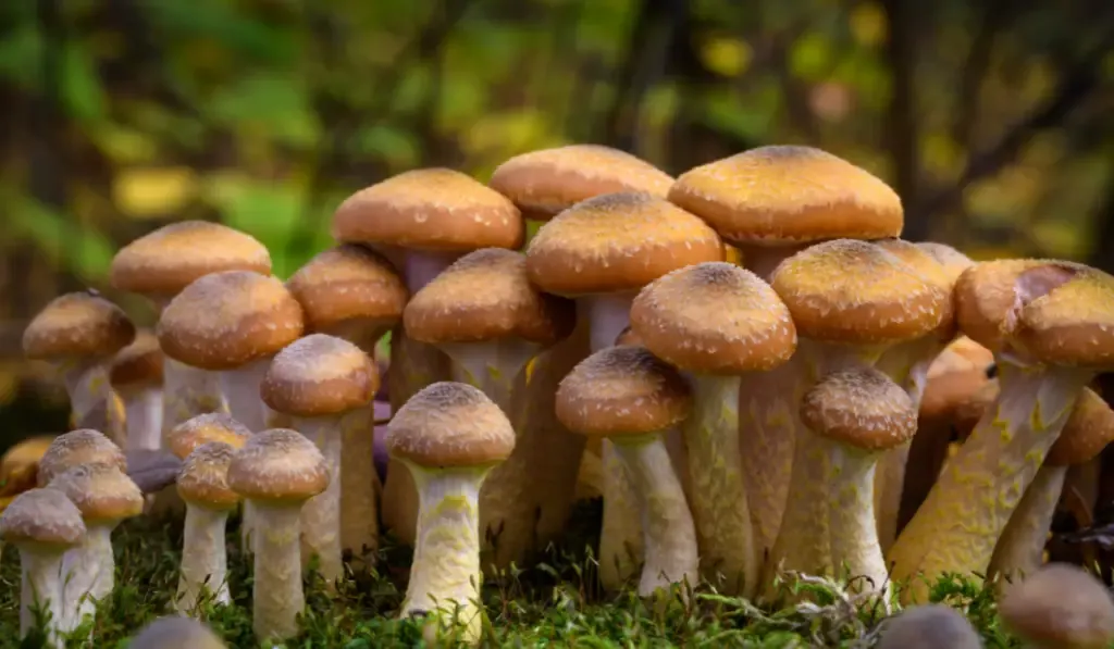 Armillaria mellea, commonly known as honey fungus