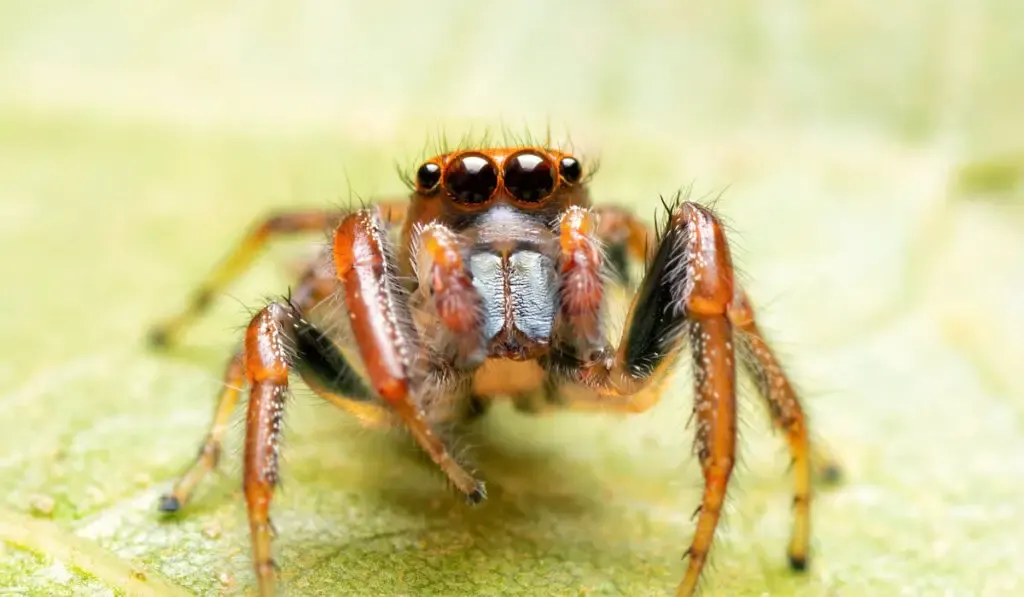 Beautiful Colonus sylvanus, Sylvana Jumping Spider with his orange eyelashes looking up while resting on an Oak leaf
